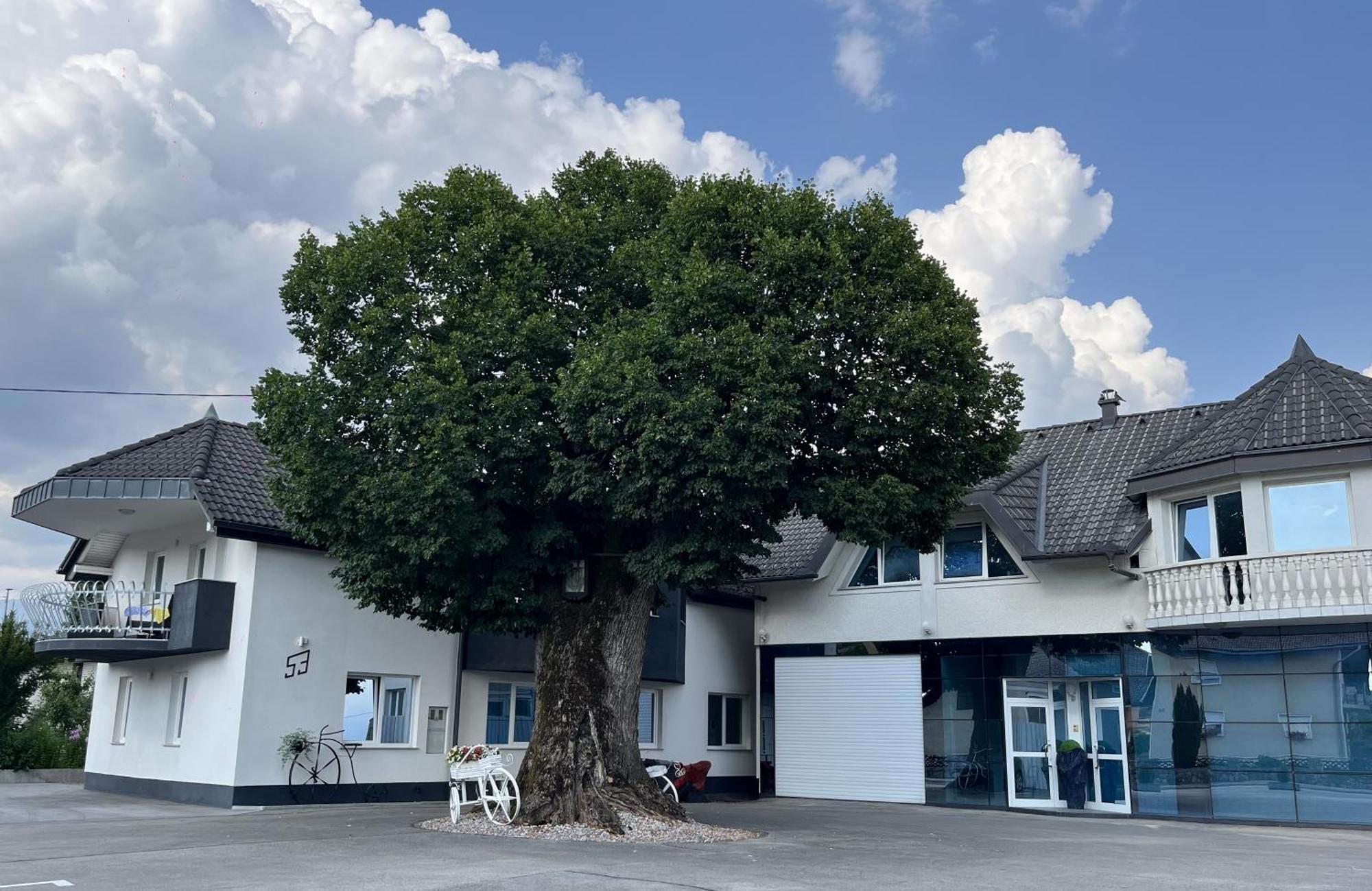 Linden Tree Apartment Kamnik